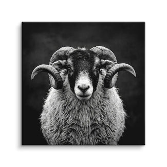 Highland Ram