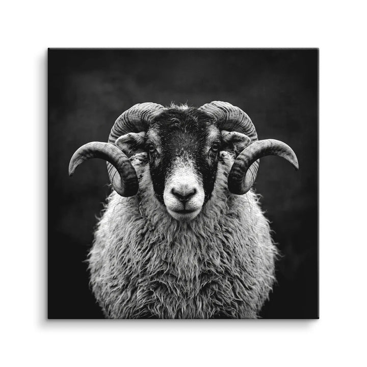 Highland Ram