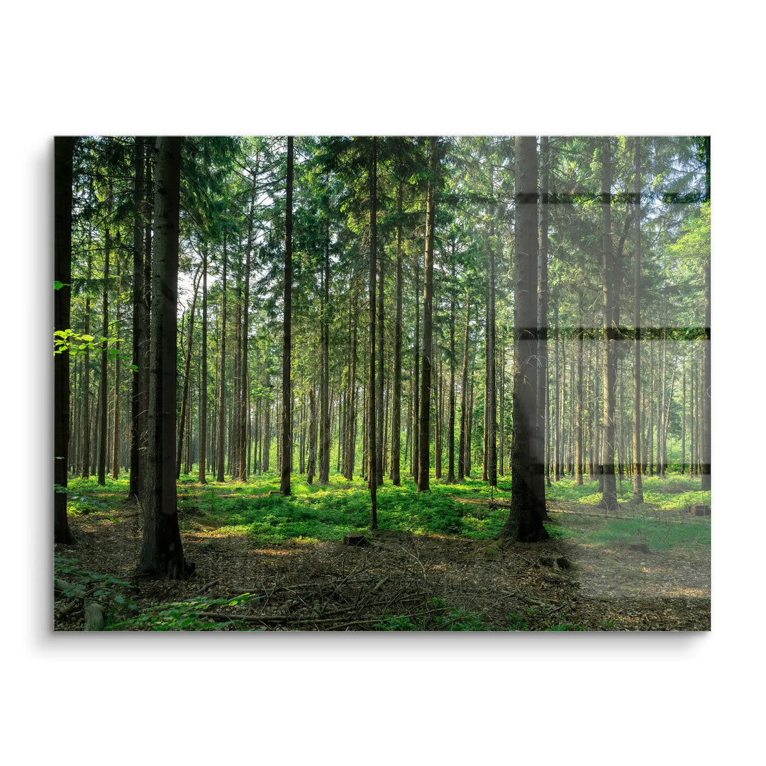 Silent Pines