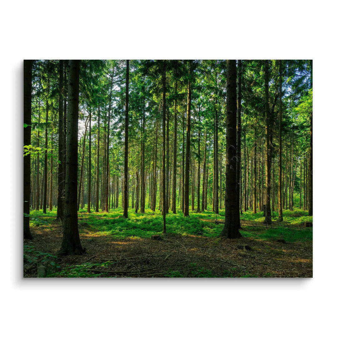 Silent Pines