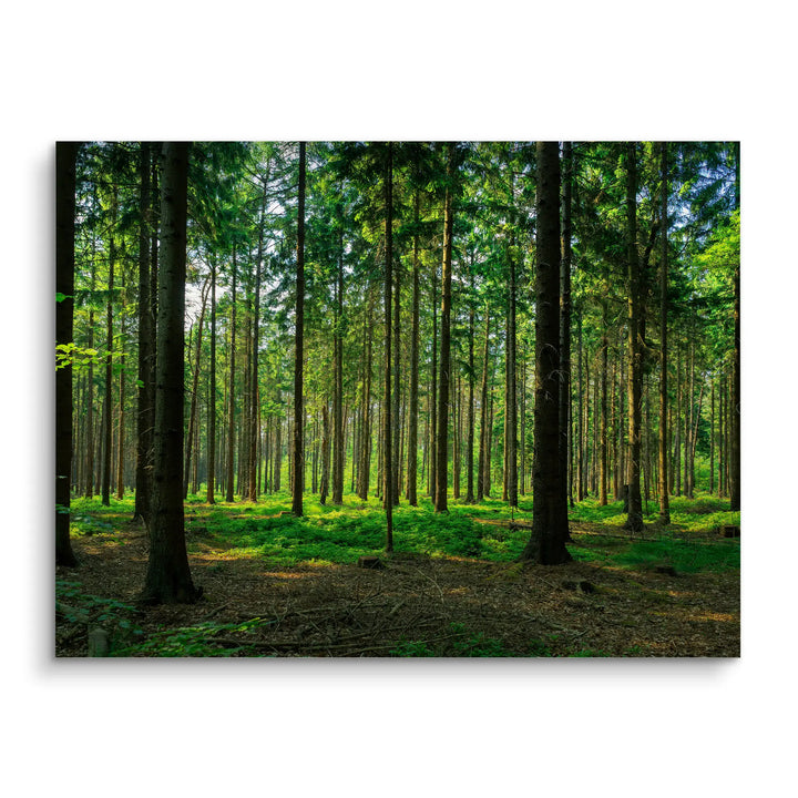 Silent Pines