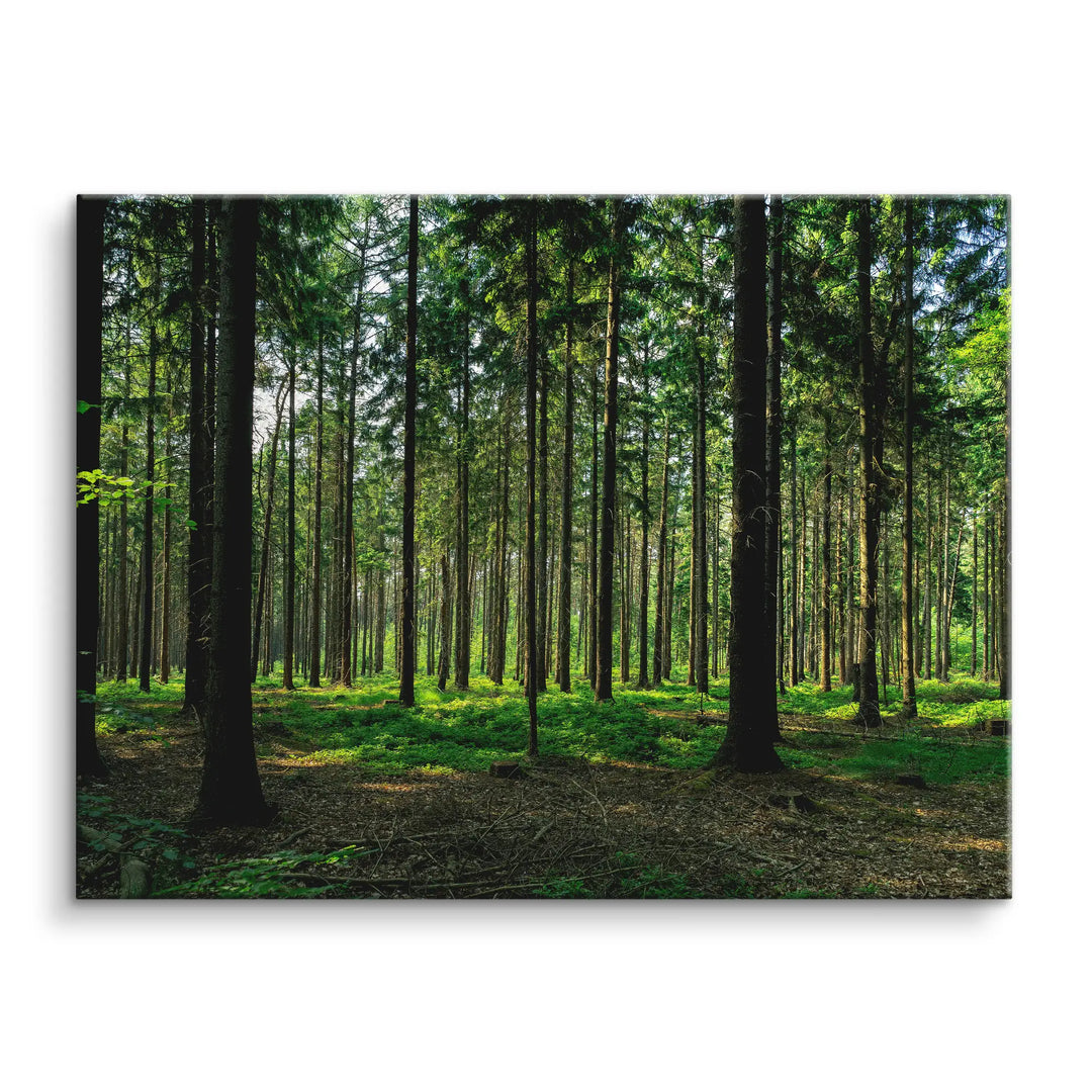 Silent Pines