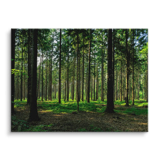 Silent Pines