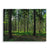 Silent Pines