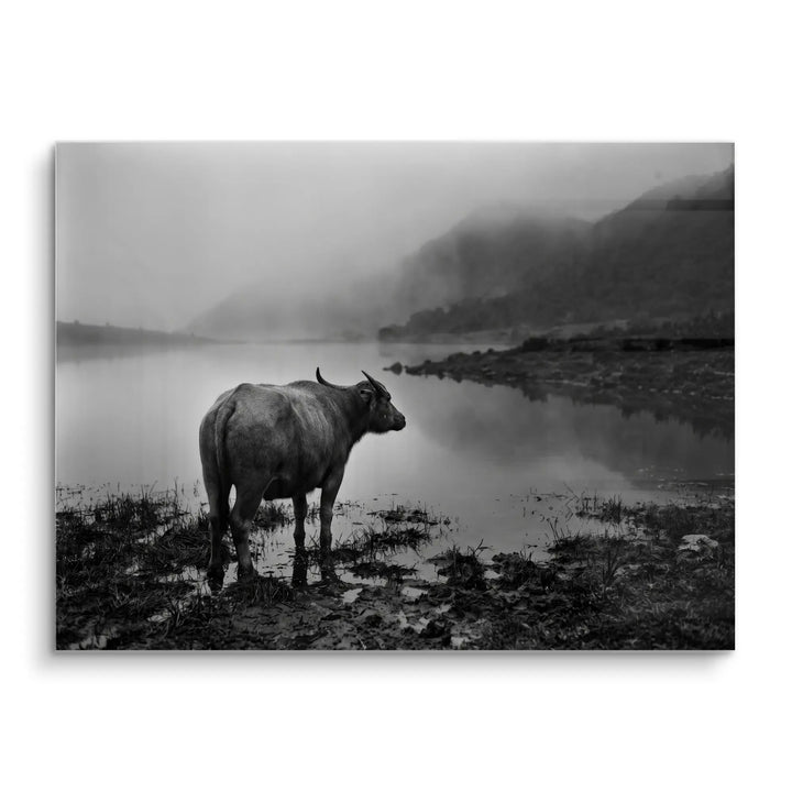 Silent Buffalo