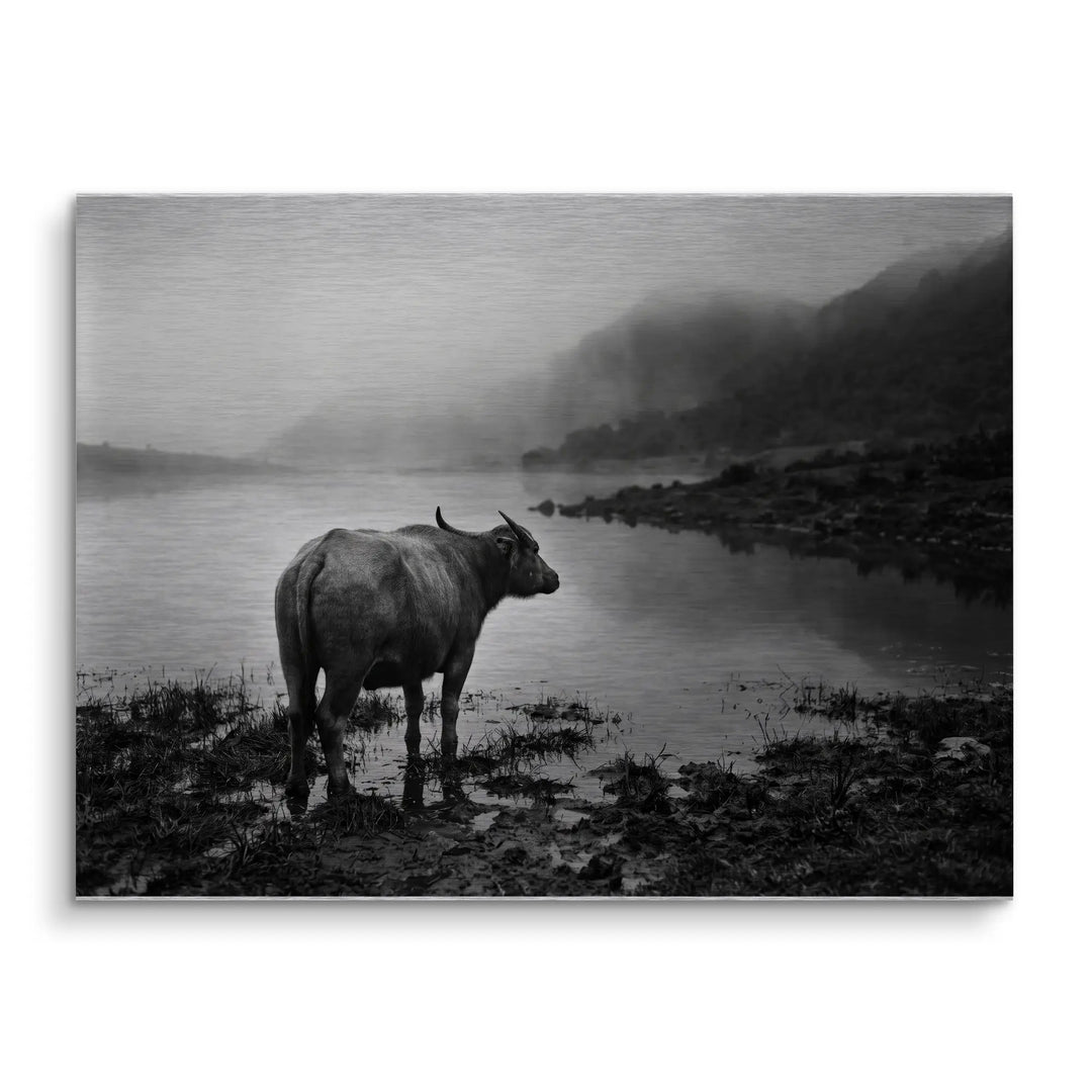 Silent Buffalo