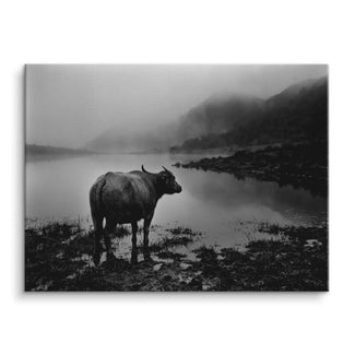 Silent Buffalo