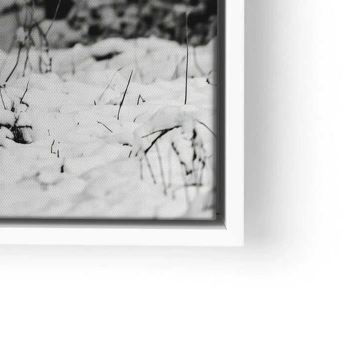 Winter Bison