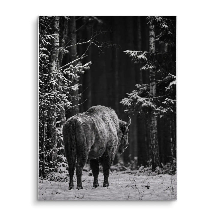 Winter Bison