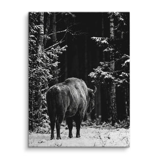 Winter Bison