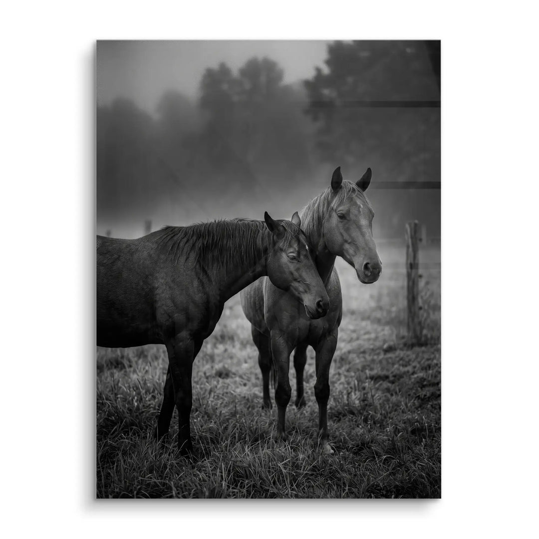 Misty Companions