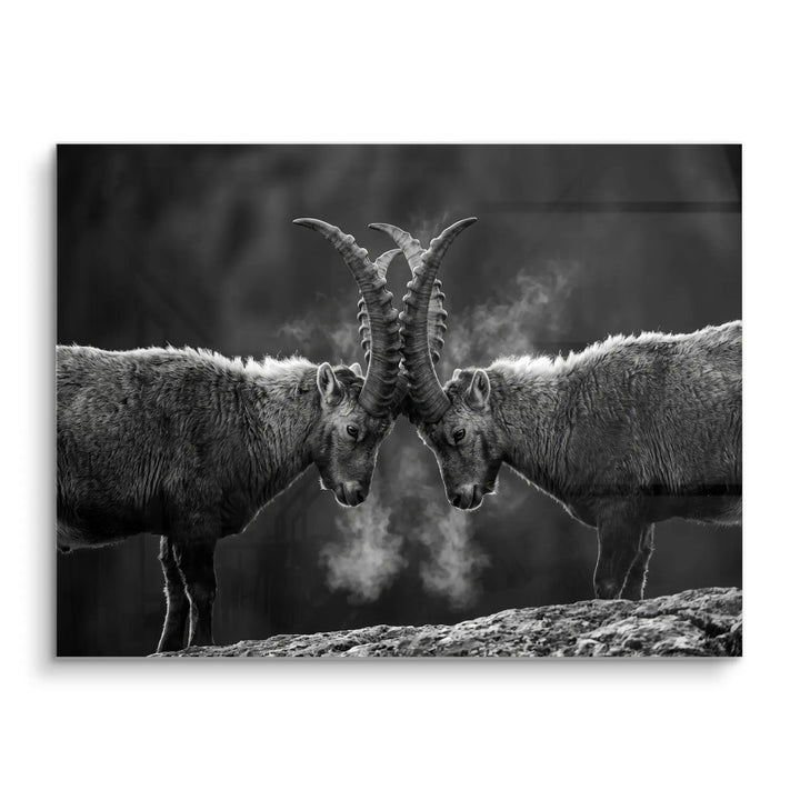 Horn Duel