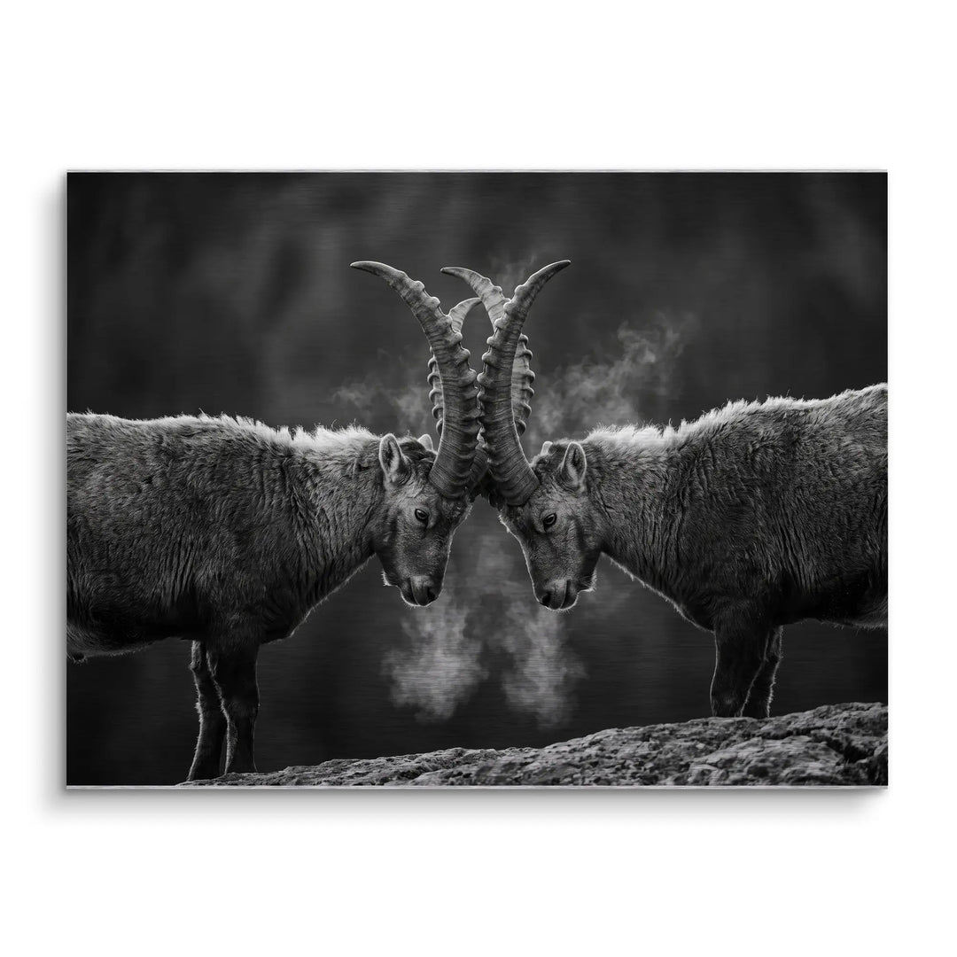 Horn Duel