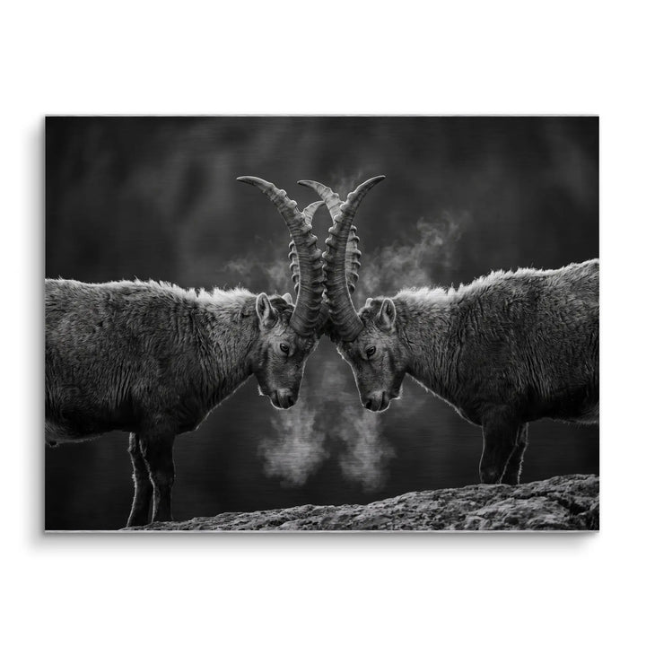 Horn Duel