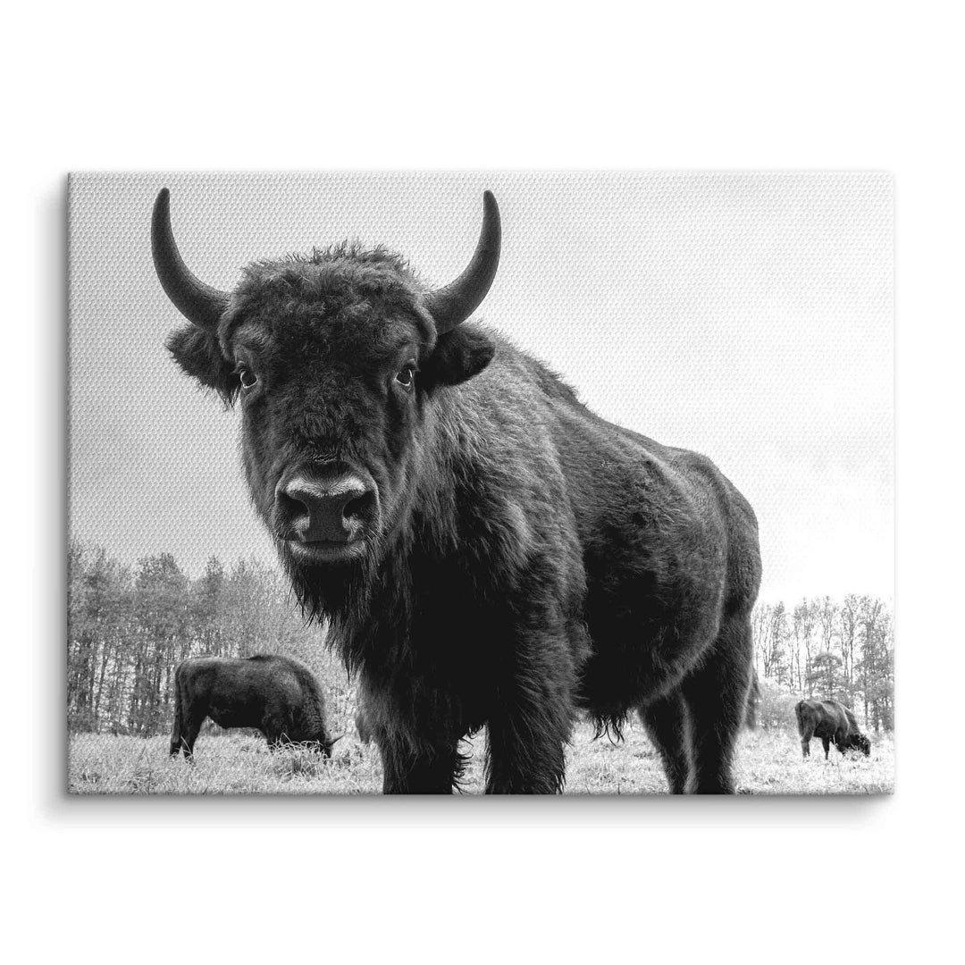 Schwarz-weiß Wandbild mit Bullen auf einer Wiese, Kunstwerk auf Leinwand, Naturmotiv