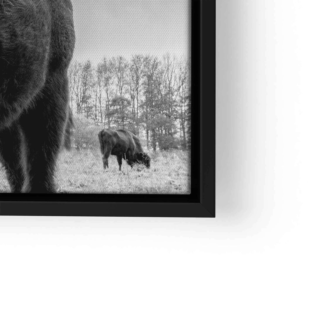 Schwarz-weiß Wandbild mit Stier auf der Weide, moderne Kunst, Naturmotiv