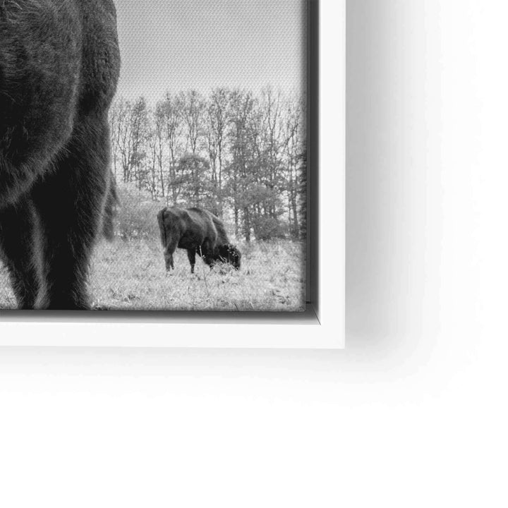 Schwarz-weiß Wandbild mit Bulle auf Wiese, moderne Tierkunst, Naturmotiv