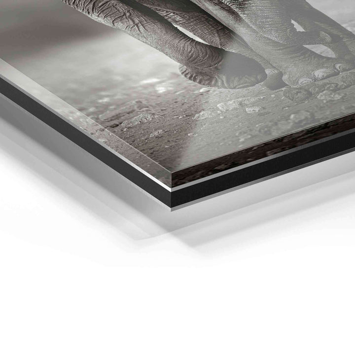 Detailaufnahme Wandbild Elefantenbaby auf Acrylglas, moderne Tierfotografie, Nahaufnahme