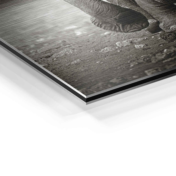 Detailaufnahme Wandbild Elefantenbaby auf gebürstetem Aluminium, schwarz-weiß Optik