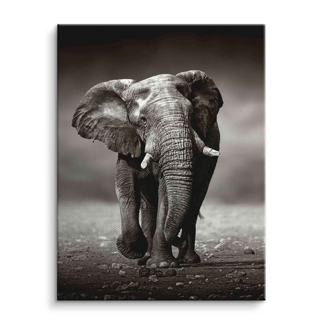 Schwarz-weiß Wandbild eines Elefanten auf Leinwand, Naturmotiv, Tierbild, moderne Kunst