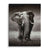 Young elephant