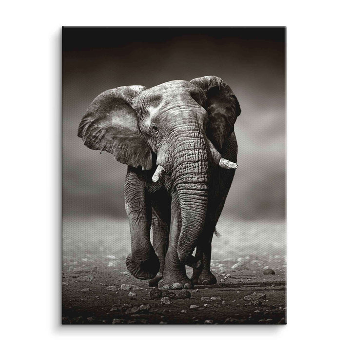 Schwarz-weiß Wandbild eines Elefanten auf Leinwand, Naturmotiv, Tierbild, moderne Kunst