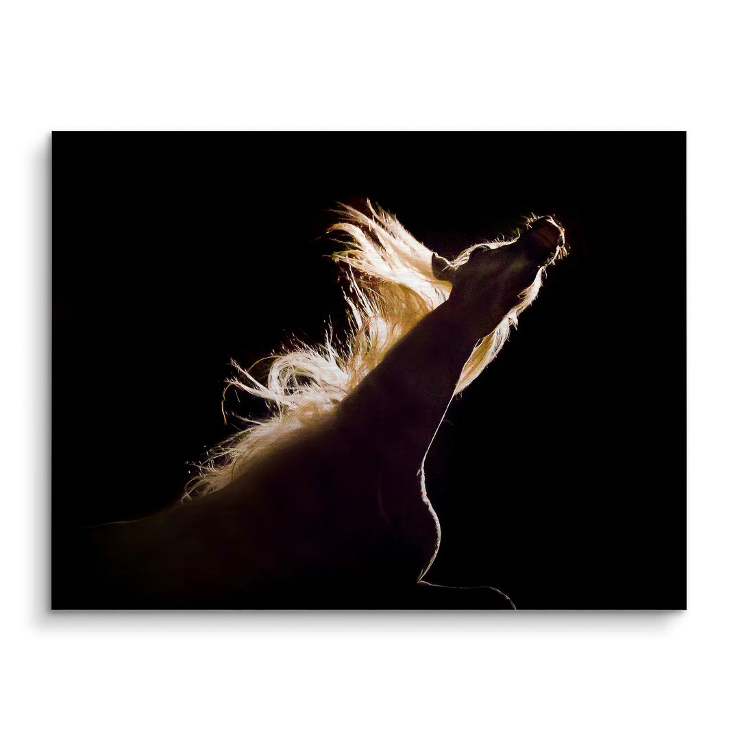 Midnight roar