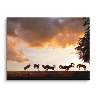 Wild Symphony
