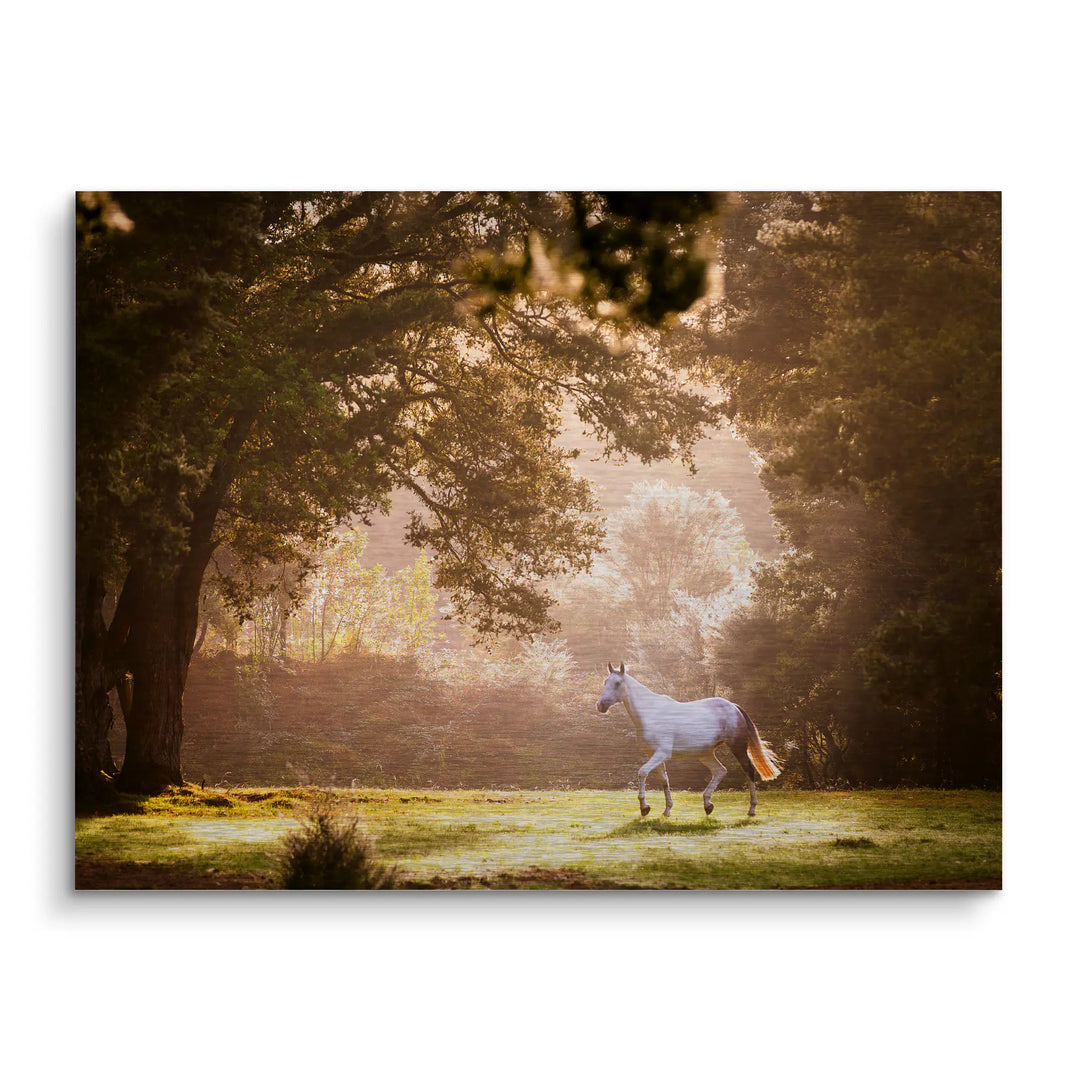 Forest whisper