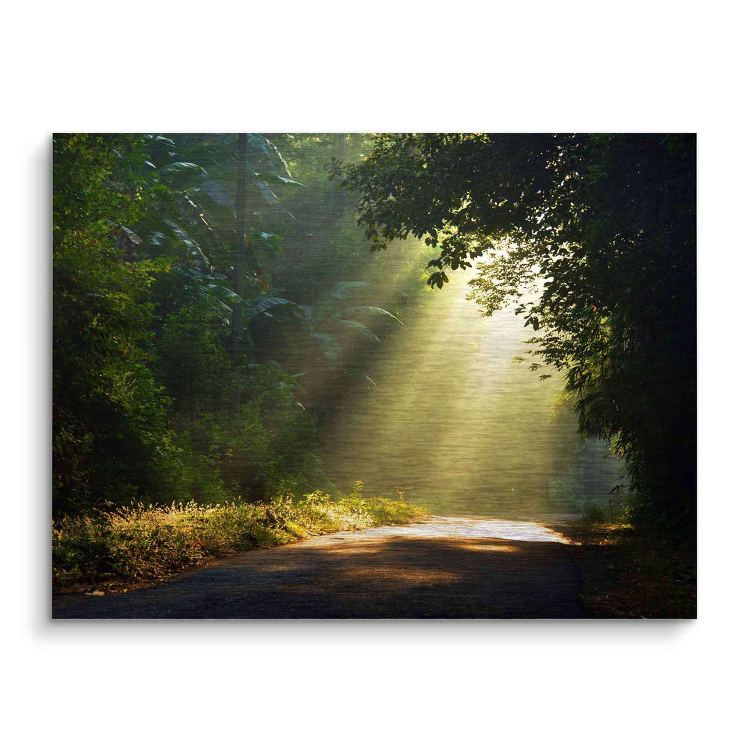Wandbild mit Sonnenstrahlen im Nebel über Waldweg, Natur Leinwandbild, stimmungsvolle Landschaft