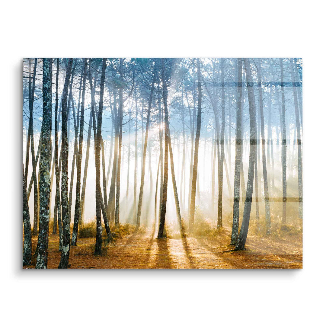 Wandbild Sonnenstrahlen durch Bäume im Wald auf Acrylglas, Naturmotiv