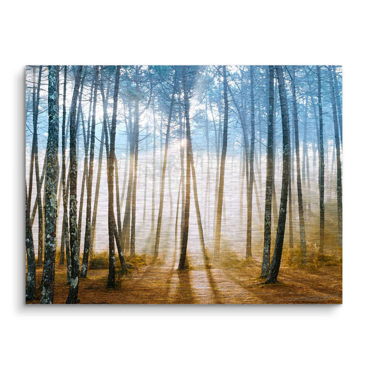 Wandbild mit Sonnenstrahlen im nebeligen Wald, Bäume und Lichtspiel, Naturmotiv