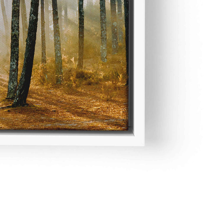 Wandbild Wald mit Sonnenstrahlen, Bäume und goldener Waldboden, Naturmotiv