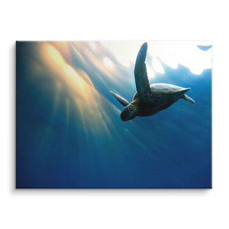 Wandbild mit Meeresschildkröte im blauen Wasser und Sonnenstrahlen, Naturmotiv