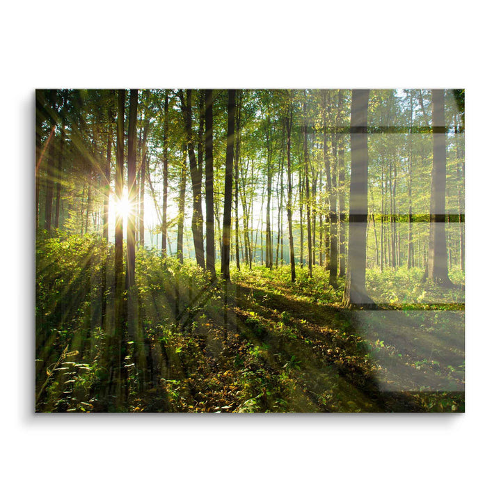 Sonnenstrahlen durch grünen Wald, Wandbild auf Acrylglas, Naturmotiv, lichtdurchflutet