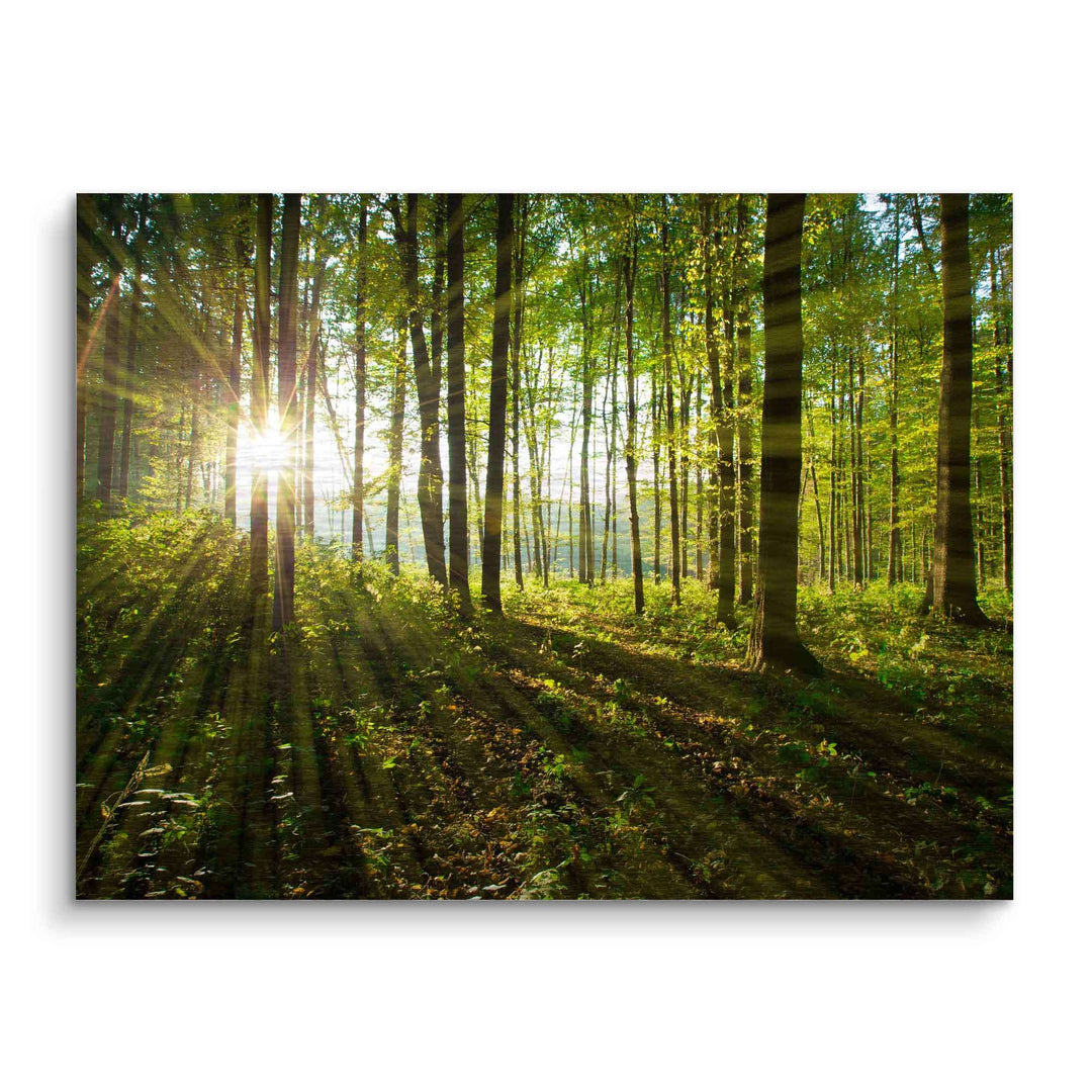 Wandbild Sonnenstrahlen durch grünen Wald, Natur, lichtdurchflutete Bäume