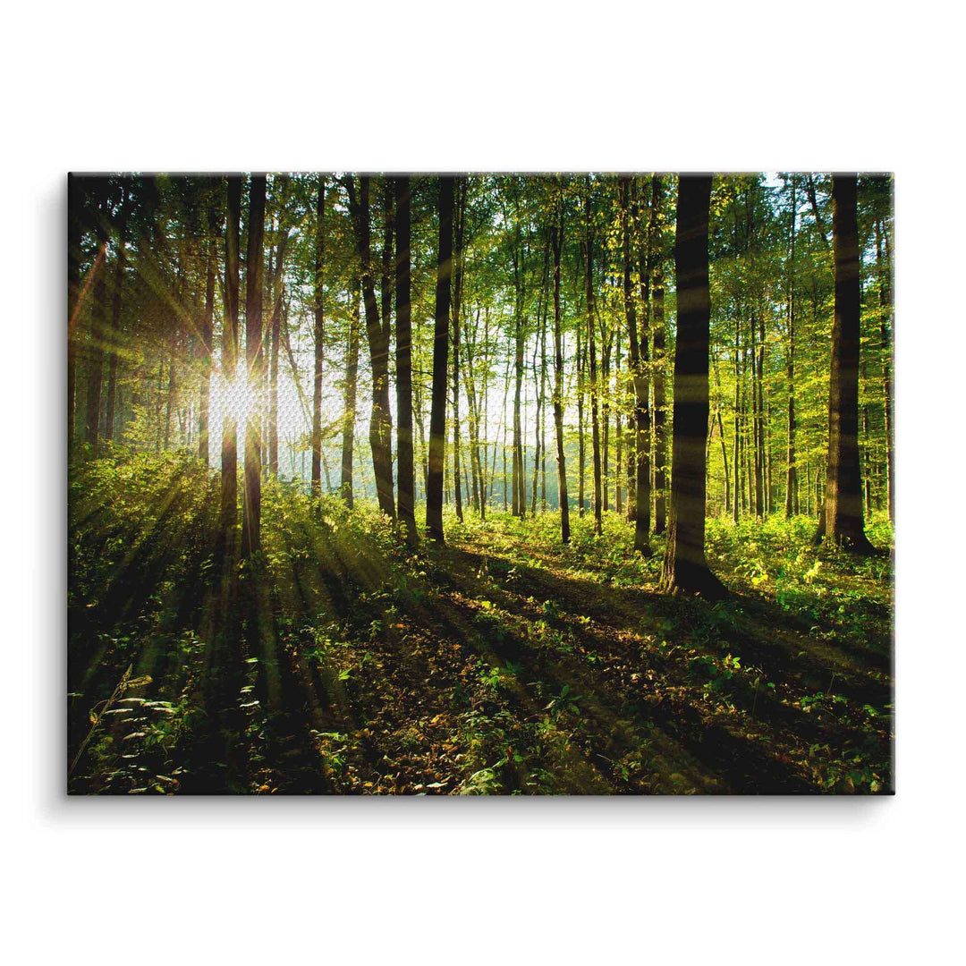 Leinwandbild Sonnenstrahlen durch grünen Wald, Natur, Lichtspiele, Wanddekoration