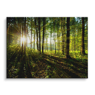 Leinwandbild Sonnenstrahlen durch grünen Wald, Natur, Lichtspiele, Wanddekoration