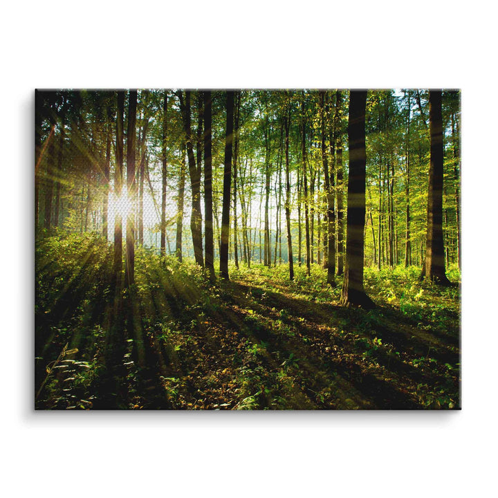 Leinwandbild Sonnenstrahlen durch grünen Wald, Natur, Lichtspiele, Wanddekoration