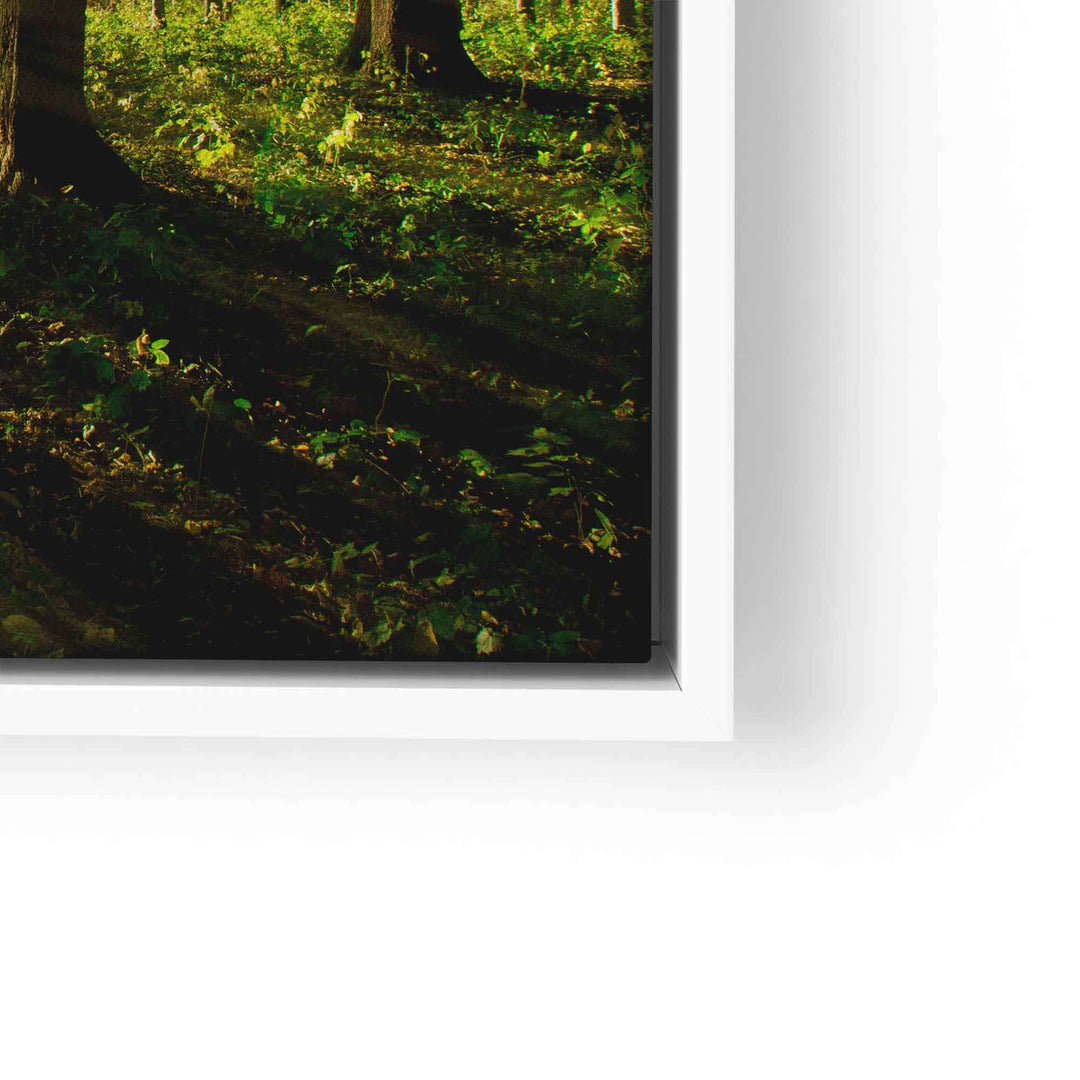 Wandbild Sonnenstrahlen im grünen Wald, Naturmotive, moderne Wanddekoration