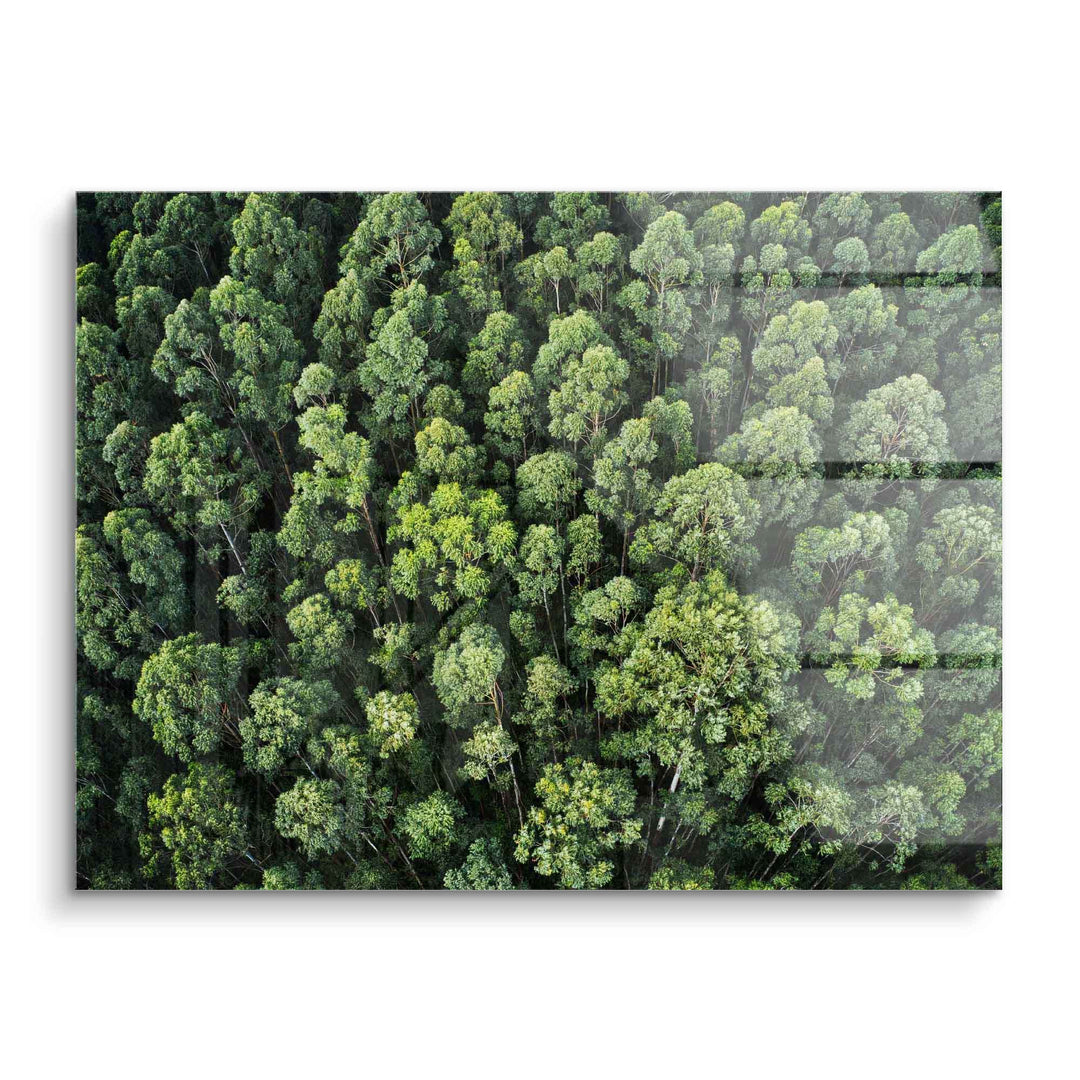 Wandbild Wald von oben, grüne Baumkronen, Natur Acrylglas Deko