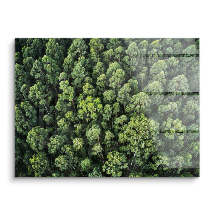 Wandbild Wald von oben, grüne Baumkronen, Natur Acrylglas Deko