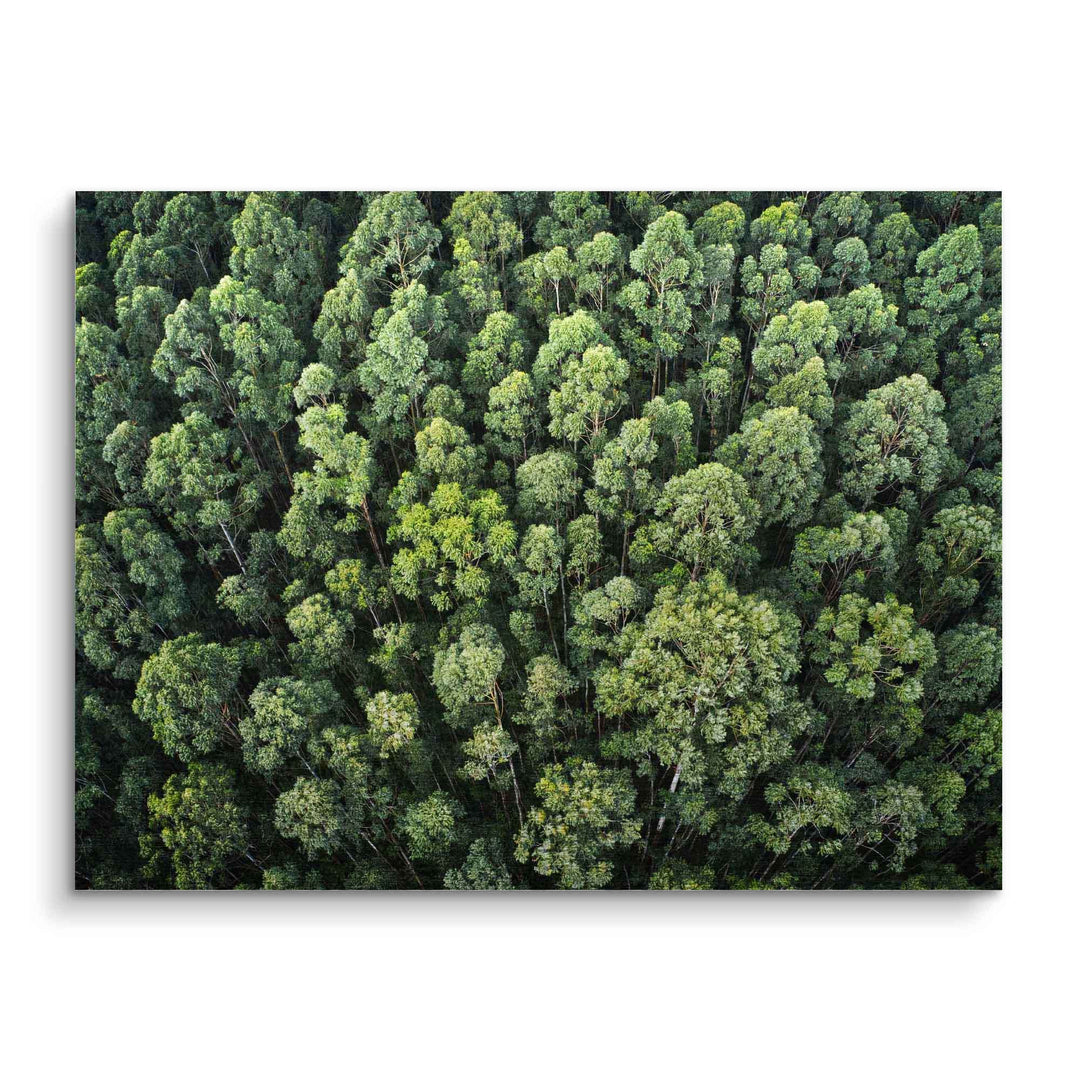 Wandbild Luftaufnahme eines grünen Waldes mit dichtem Baumwipfeln, Naturmotiv