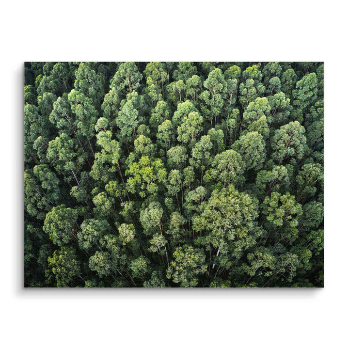 Wandbild Luftaufnahme eines grünen Waldes mit dichtem Baumwipfeln, Naturmotiv