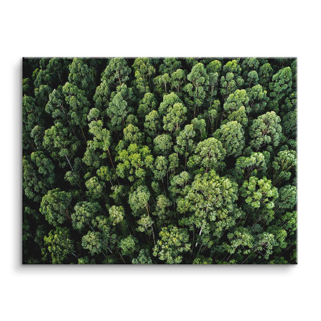 Wandbild Leinwand mit Luftaufnahme eines grünen Waldes, Naturmotiv, moderne Wanddekoration