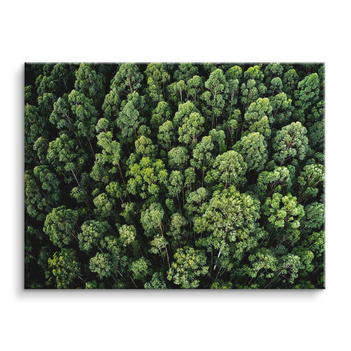 Wandbild Leinwand mit Luftaufnahme eines grünen Waldes, Naturmotiv, moderne Wanddekoration