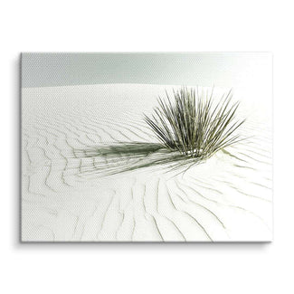 Wandbild mit Wüstenpflanze auf weißem Sand, minimalistisches Naturmotiv, Leinwandkunst