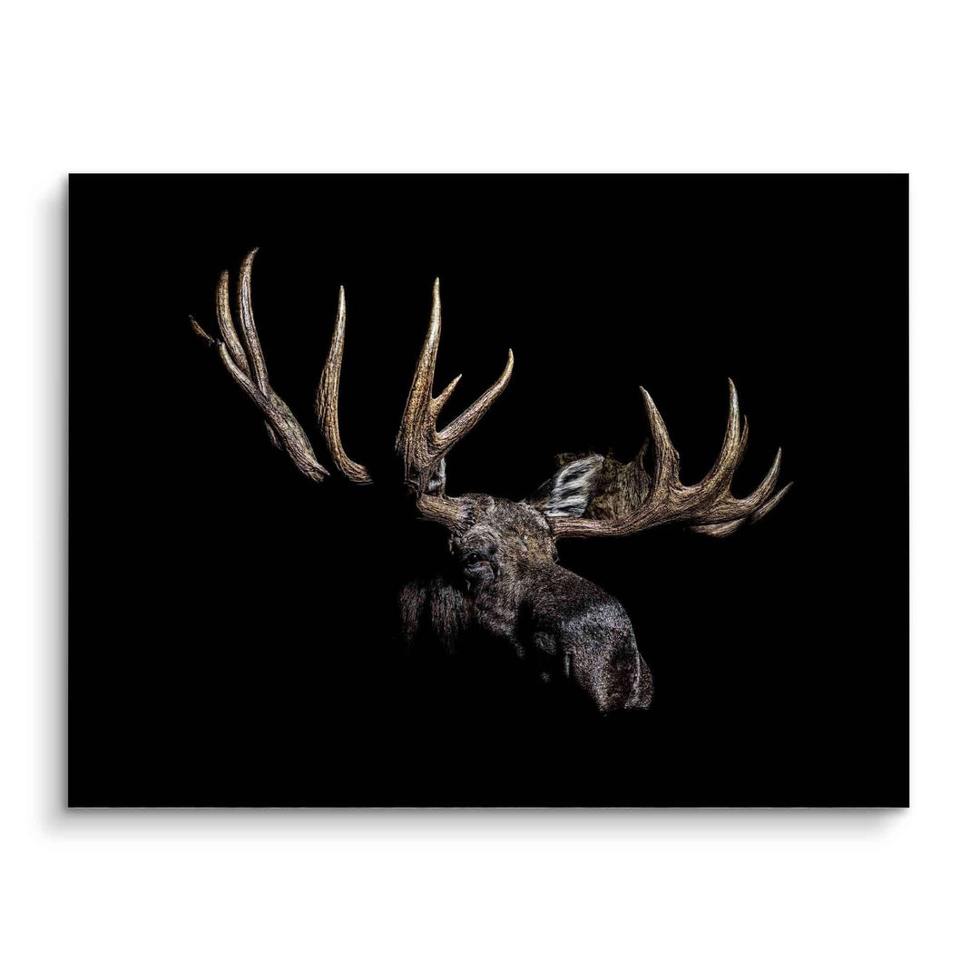 Modernes XXL Wandbild mit Elch auf schwarzem Hintergrund, detailreiches Tiermotiv