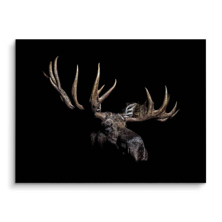 Modernes XXL Wandbild mit Elch auf schwarzem Hintergrund, detailreiches Tiermotiv